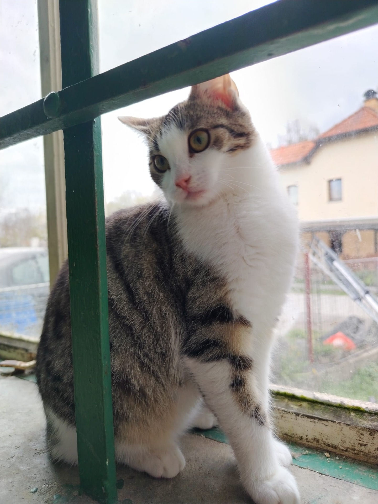 Princezna bude k adopci po kastraci.